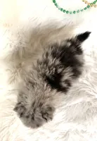 Charmer, a male Pomeranian for sale in Harrison, AR – Photo 4 of 7