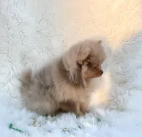 Champ, a male Pomeranian for sale in Harrison, AR – Photo 3 of 5