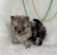 Charmer, a male Pomeranian for sale in Harrison, AR – Photo 1 of 7