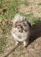 Charmer, a male Pomeranian for sale in Harrison, AR – Photo 7 of 7