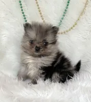 Charmer, a male Pomeranian for sale in Harrison, AR – Photo 3 of 7