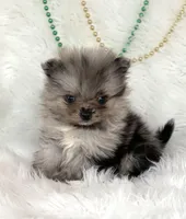 Charmer, a male Pomeranian for sale in Harrison, AR – Photo 2 of 7