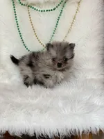 Charmer, a male Pomeranian for sale in Harrison, AR – Photo 5 of 7