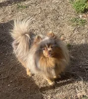 Champ, a male Pomeranian for sale in Harrison, AR – Photo 4 of 5