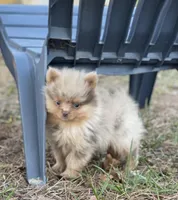Champ, a male Pomeranian for sale in Harrison, AR – Photo 1 of 5