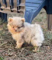 Champ, a male Pomeranian for sale in Harrison, AR – Photo 2 of 5