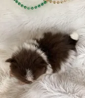 Hershey, a male Pomeranian for sale in Harrison, AR – Photo 5 of 8