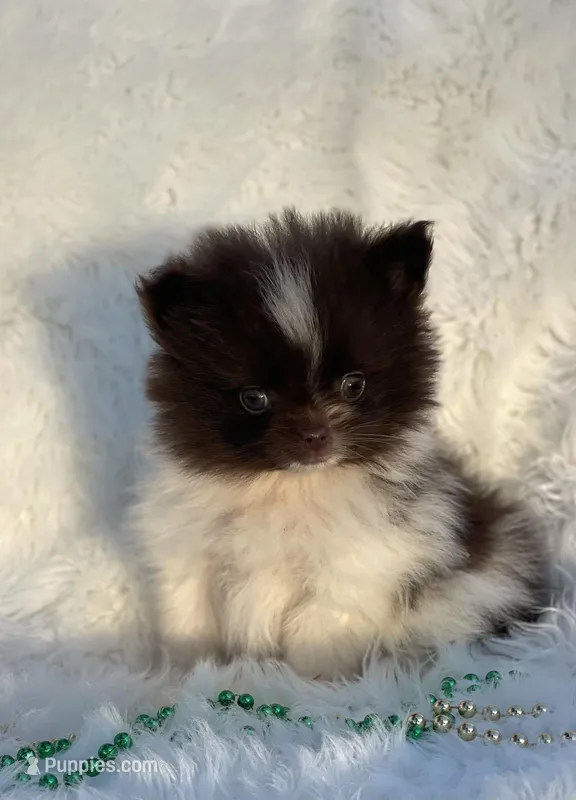 Hershey – Pomeranian puppy for sale in Harrison, AR