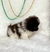 Hershey, a male Pomeranian for sale in Harrison, AR – Photo 6 of 8