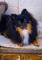 Hershey, a male Pomeranian for sale in Harrison, AR – Photo 7 of 8