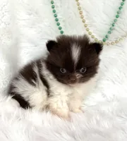 Hershey, a male Pomeranian for sale in Harrison, AR – Photo 4 of 8