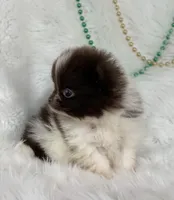 Hershey, a male Pomeranian for sale in Harrison, AR – Photo 2 of 8