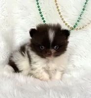 Hershey, a male Pomeranian for sale in Harrison, AR – Photo 1 of 8