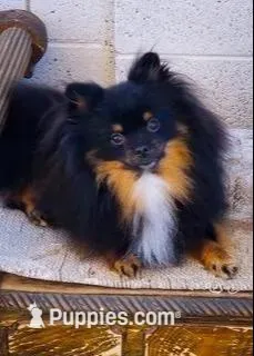 Truffle, a male Pomeranian for sale in Harrison, AR – Photo 6 of 7