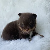 Truffle, a male Pomeranian for sale in Harrison, AR – Photo 4 of 7