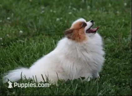 Truffle, a male Pomeranian for sale in Harrison, AR – Photo 7 of 7