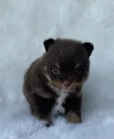 Truffle, a male Pomeranian for sale in Harrison, AR – Photo 2 of 7