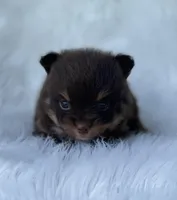 Truffle, a male Pomeranian for sale in Harrison, AR – Photo 3 of 7