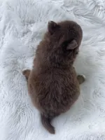 Truffle, a male Pomeranian for sale in Harrison, AR – Photo 5 of 7