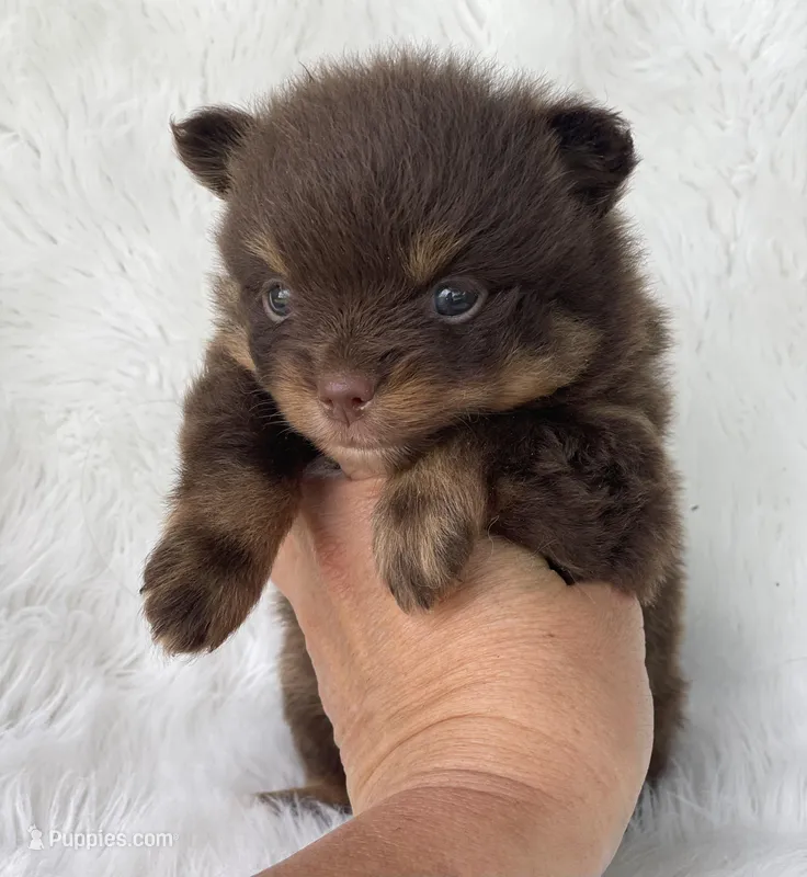 Truffle – Pomeranian puppy for sale in Harrison, AR