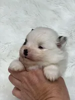 Biscuit , a male Pomeranian for sale in Harrison, AR – Photo 6 of 8