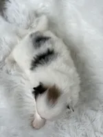 Biscuit , a male Pomeranian for sale in Harrison, AR – Photo 2 of 8