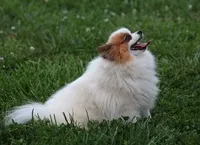 Biscuit , a male Pomeranian for sale in Harrison, AR – Photo 7 of 8