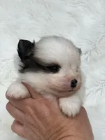 Biscuit , a male Pomeranian for sale in Harrison, AR – Photo 4 of 8