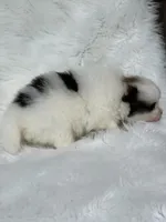 Biscuit , a male Pomeranian for sale in Harrison, AR – Photo 3 of 8