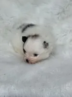 Biscuit , a male Pomeranian for sale in Harrison, AR – Photo 5 of 8