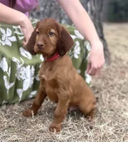Charles, a male Irish Setter for sale in Harrison, AR – Photo 2 of 7