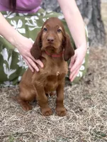 Charles, a male Irish Setter for sale in Harrison, AR – Photo 4 of 7