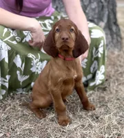 Charles, a male Irish Setter for sale in Harrison, AR – Photo 1 of 7