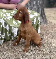 Charles, a male Irish Setter for sale in Harrison, AR – Photo 5 of 7