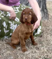 Charles, a male Irish Setter for sale in Harrison, AR – Photo 3 of 7