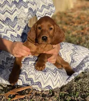 Scarlett, a female Irish Setter for sale in Harrison, AR – Photo 1 of 7