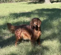 Scarlett, a female Irish Setter for sale in Harrison, AR – Photo 6 of 7