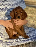 Scarlett, a female Irish Setter for sale in Harrison, AR – Photo 3 of 7
