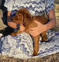 Scarlett, a female Irish Setter for sale in Harrison, AR – Photo 4 of 7