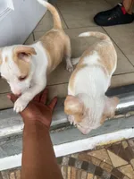 Luna, a female Chihuahua for sale in Tampa, FL – Photo 4 of 4