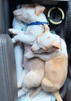 Luna, a female Chihuahua for sale in Tampa, FL – Photo 2 of 4