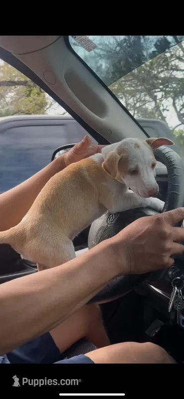 Luna – Chihuahua puppy for sale in Tampa, FL