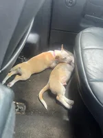 Luna, a female Chihuahua for sale in Tampa, FL – Photo 3 of 4