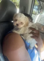 Oreo, a male Shih Tzu for sale in Tampa, FL – Photo 3 of 6