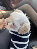 Oreo, a male Shih Tzu for sale in Tampa, FL – Photo 5 of 6