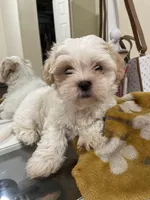 Oreo, a male Shih Tzu for sale in Tampa, FL – Photo 6 of 6