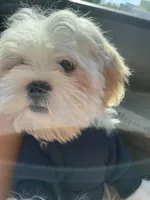 Oreo, a male Shih Tzu for sale in Tampa, FL – Photo 1 of 6