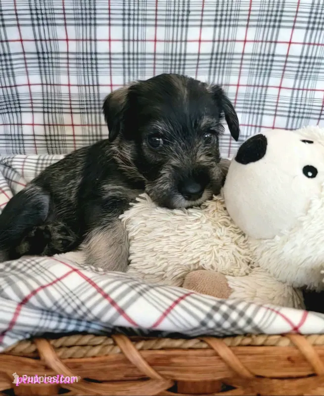 Theo ○ Pink collar