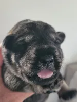 Berta II, a female Standard Schnauzer for sale in Weyers Cave, VA – Photo 1 of 8