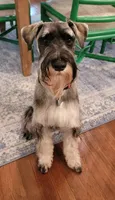 Berta II, a female Standard Schnauzer for sale in Weyers Cave, VA – Photo 5 of 8